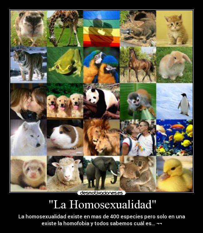 carteles homosexualidad existe mas 400 especies pero solo una existe homofobia todos sabemos desmotivaciones