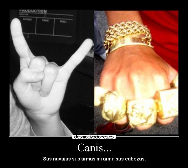 Canis... - Sus navajas sus armas mi arma sus cabezas.