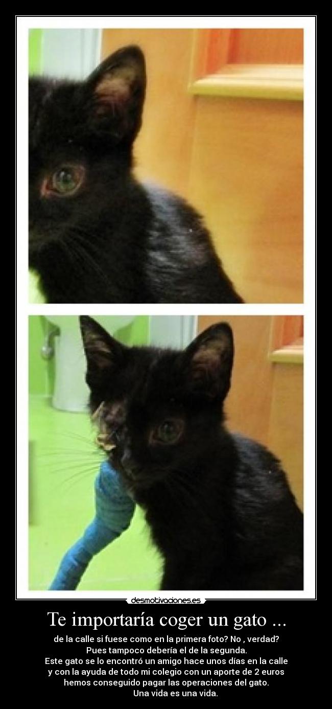 carteles gato desmotivaciones