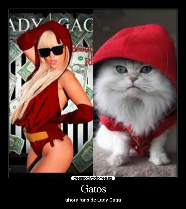 Gatos - ahora fans de Lady Gaga