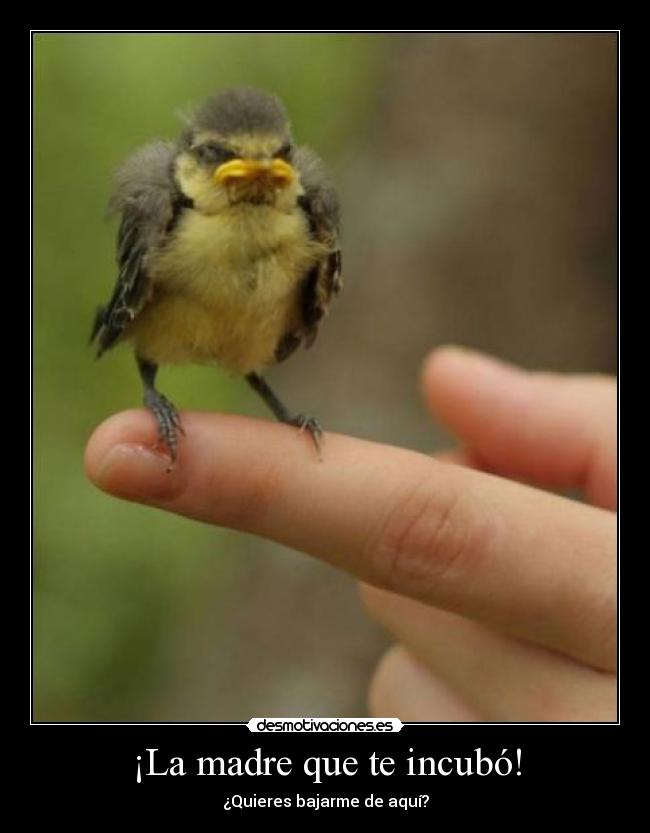 ¡La madre que te incubó! -