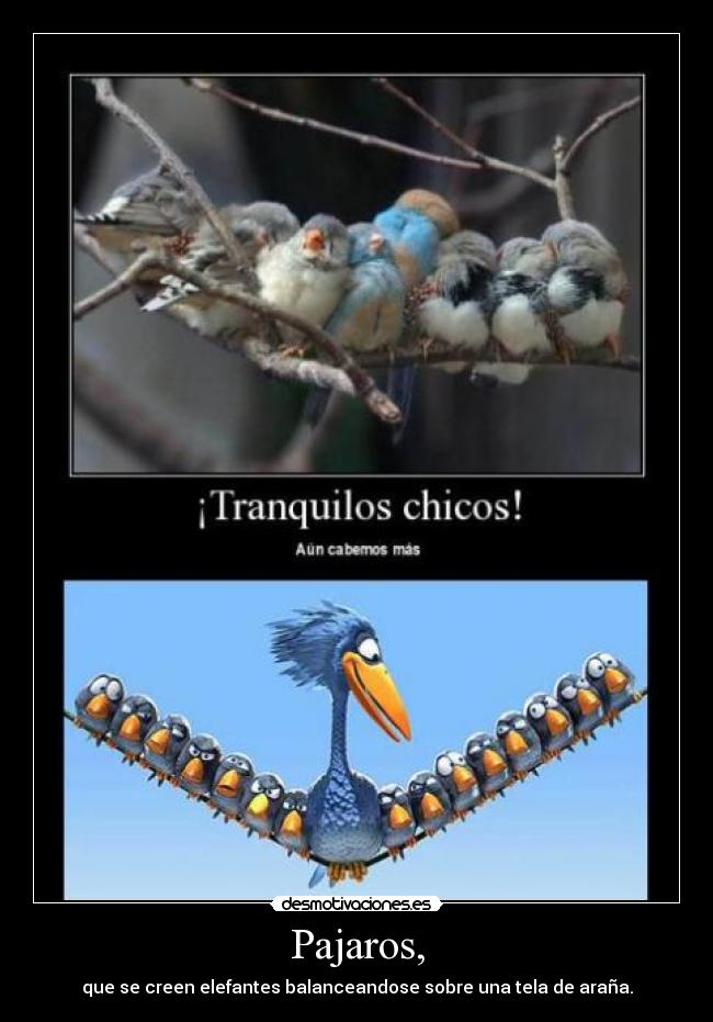 Pajaros, -