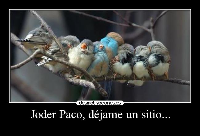 carteles pajaritos juntos calor desmotivaciones