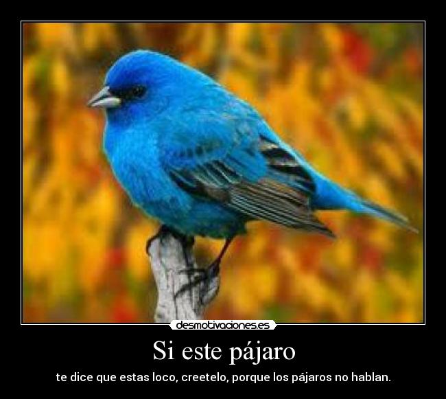 Si este pájaro - te dice que estas loco, creetelo, porque los pájaros no hablan.