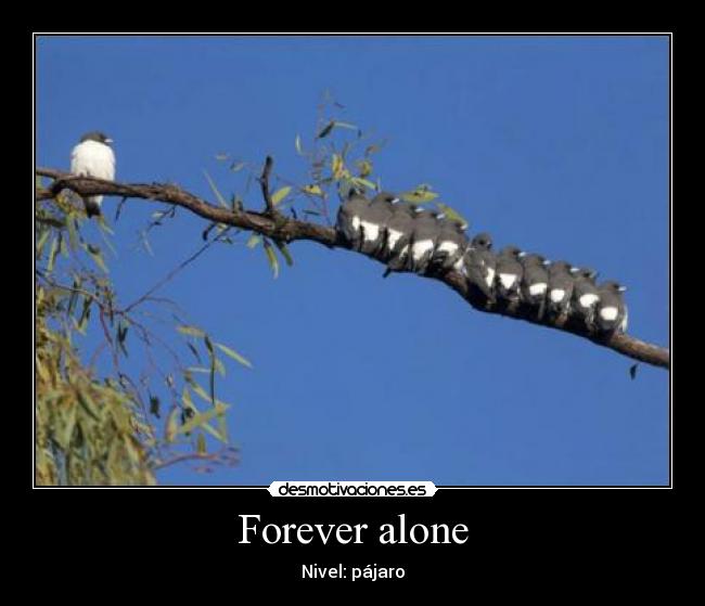 Forever alone - Nivel: pájaro