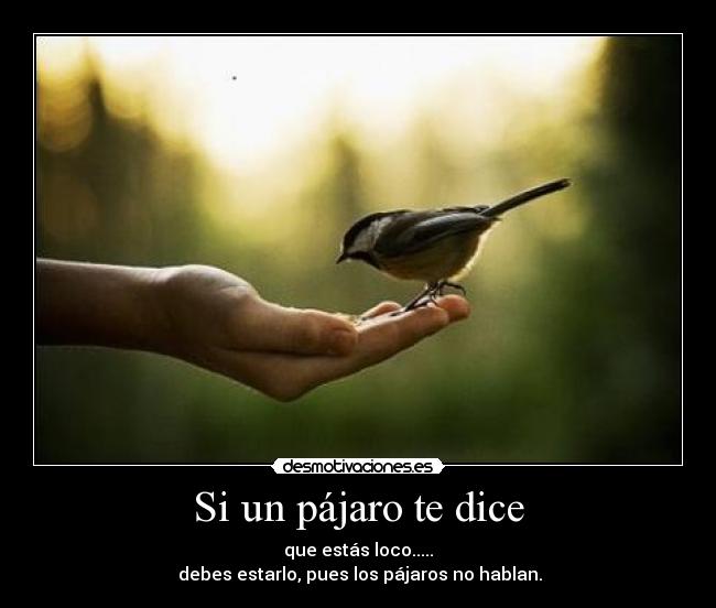 Si un pájaro te dice -