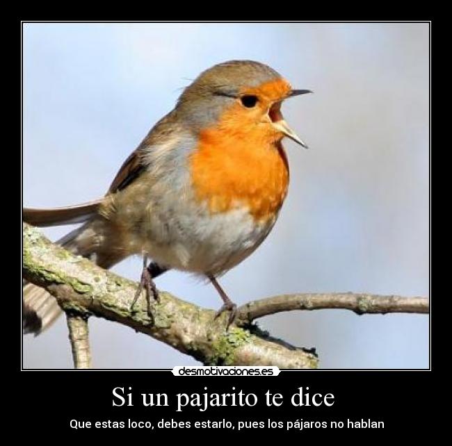 carteles pajaro desmotivaciones