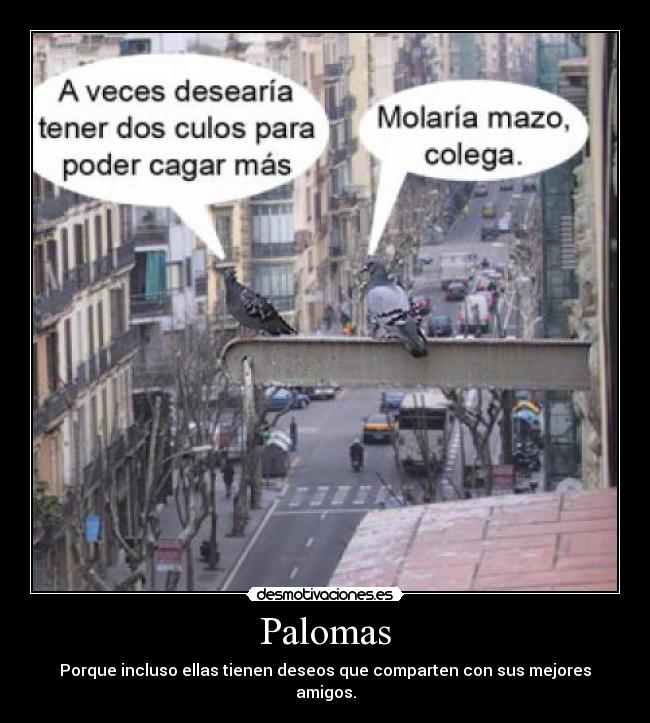 carteles palomas amigos deseos desmotivaciones