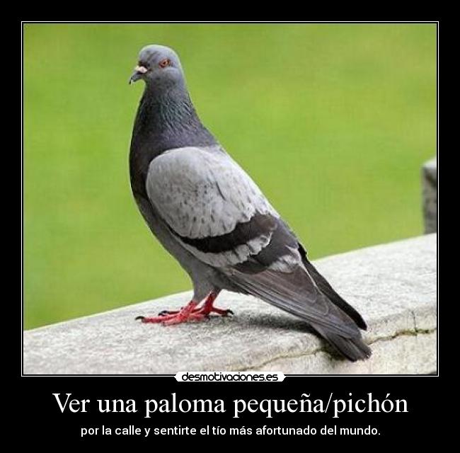 Ver una paloma pequeña/pichón - por la calle y sentirte el tío más afortunado del mundo.