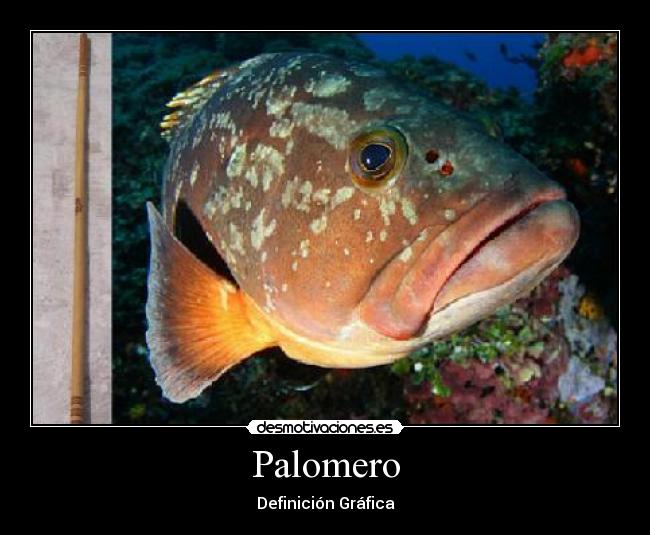 Palomero - Definición Gráfica