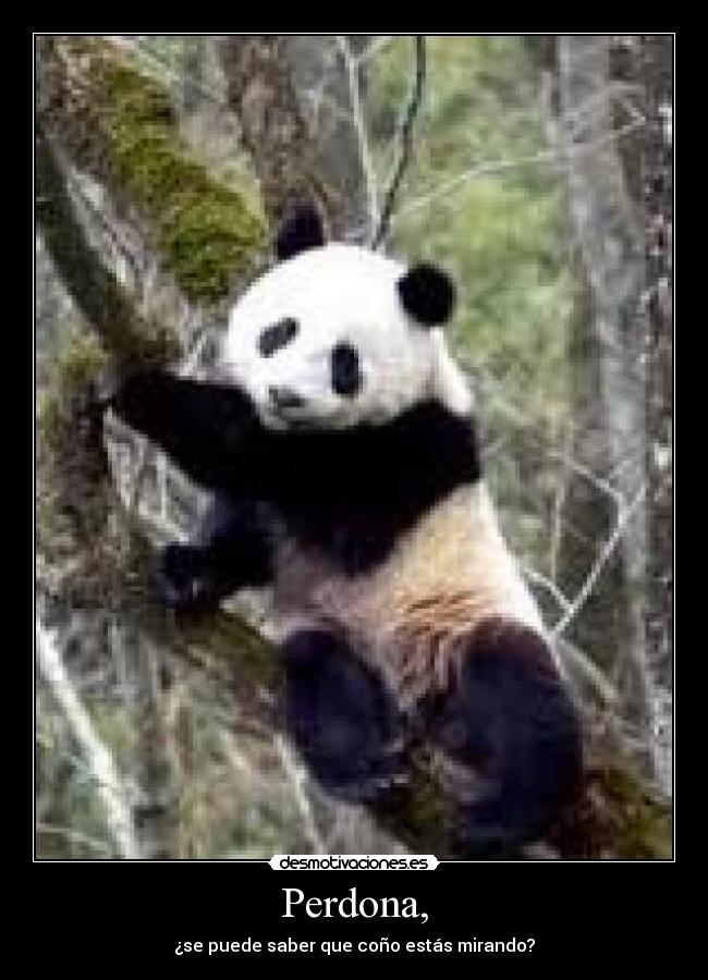 Perdona, - ¿se puede saber que coño estás mirando?