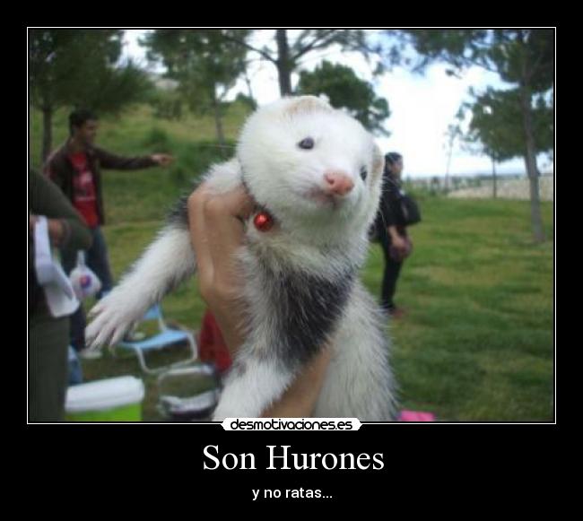 Son Hurones -