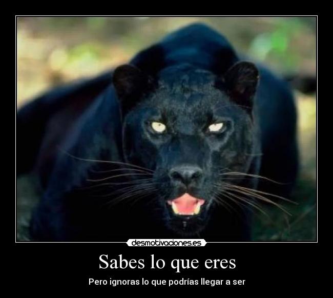 Sabes lo que eres - 