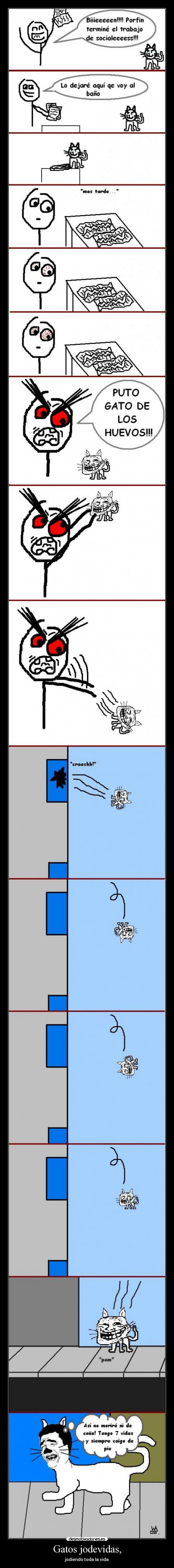 Gatos jodevidas, - jodiendo toda la vida