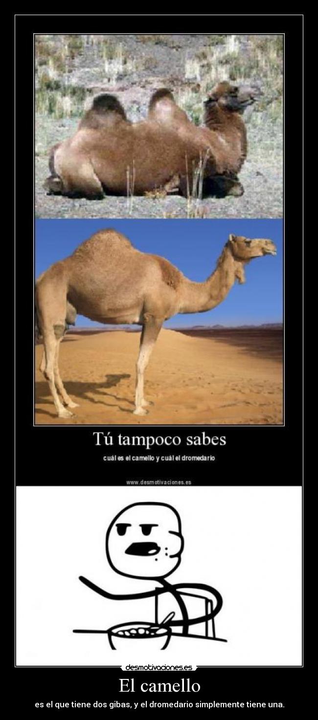 El camello -