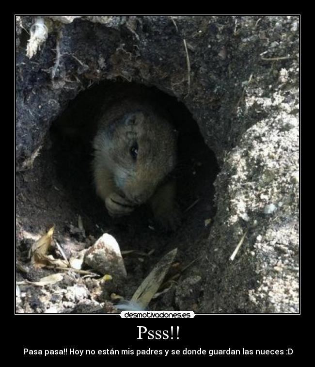 Psss!! - Pasa pasa!! Hoy no están mis padres y se donde guardan las nueces :D