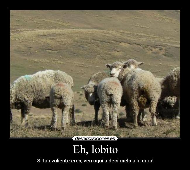 Eh, lobito - Si tan valiente eres, ven aquí a decirmelo a la cara!