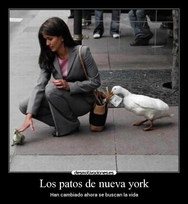 Los patos de nueva york - 