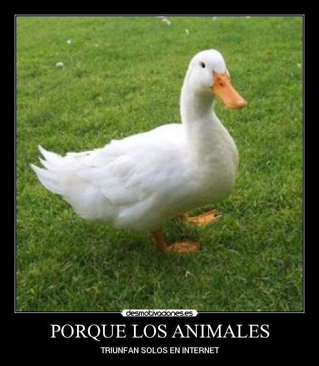 PORQUE LOS ANIMALES - TRIUNFAN SOLOS EN INTERNET