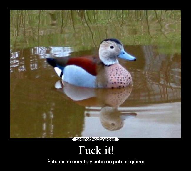 Fuck it! - Ésta es mi cuenta y subo un pato si quiero