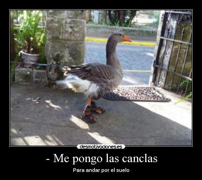 - Me pongo las canclas - 