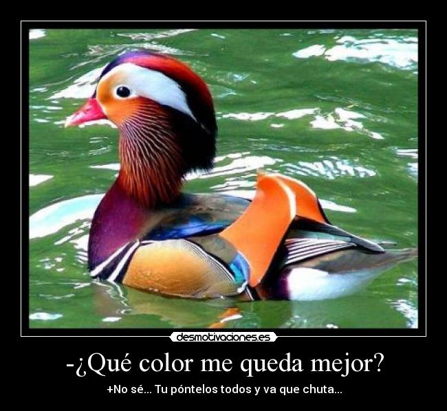 carteles pato desmotivaciones