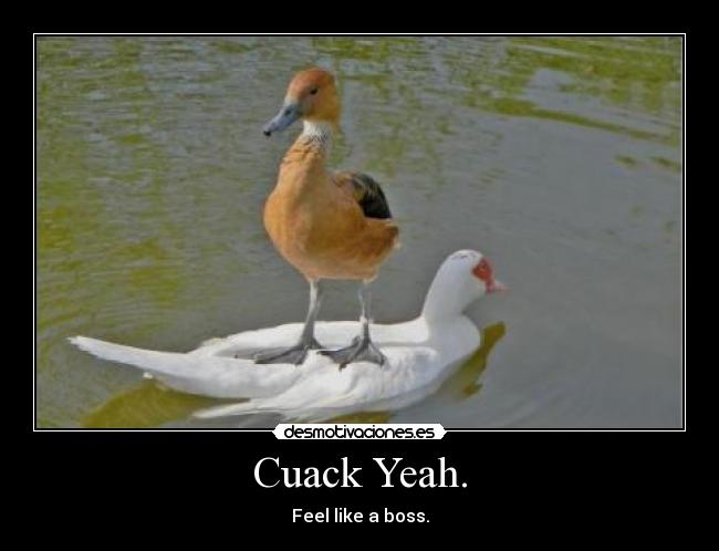 Cuack Yeah. - Feel like a boss.