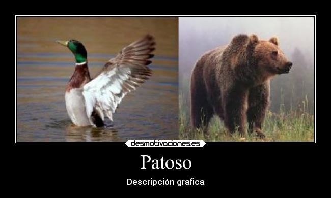 Patoso -