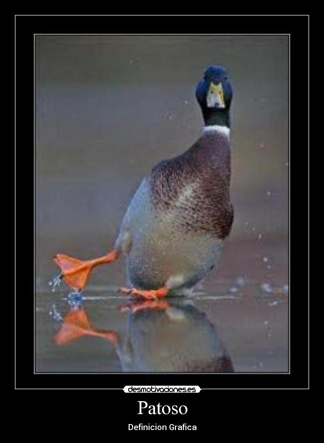Patoso - 