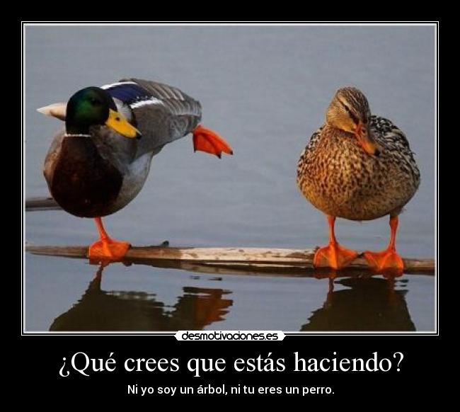 ¿Qué crees que estás haciendo? -