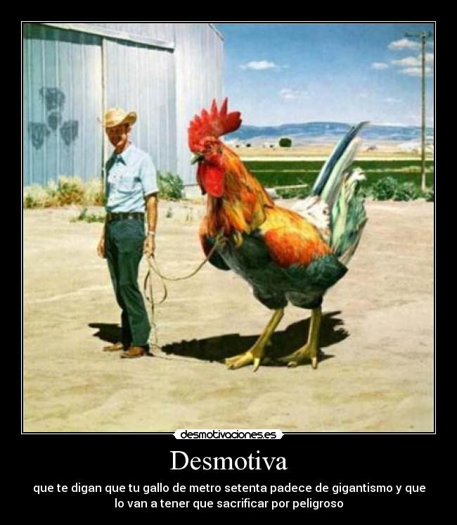 Desmotiva - que te digan que tu gallo de metro setenta padece de gigantismo y que
lo van a tener que sacrificar por peligroso