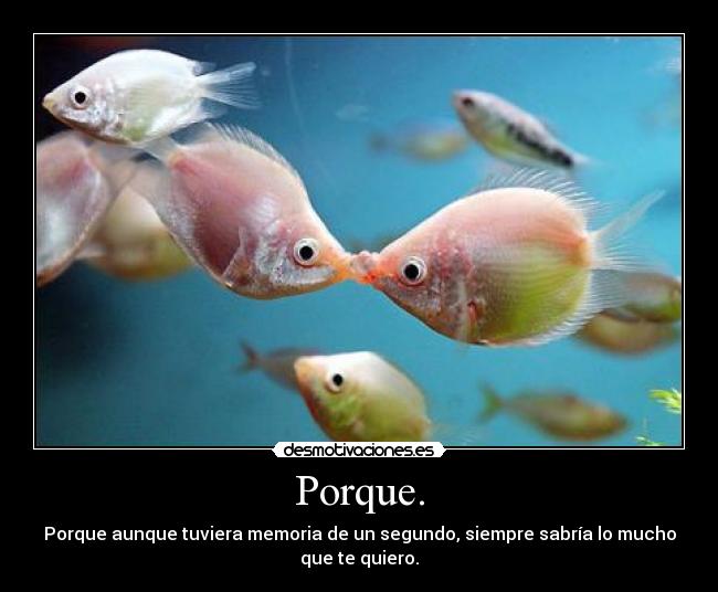 Porque. -