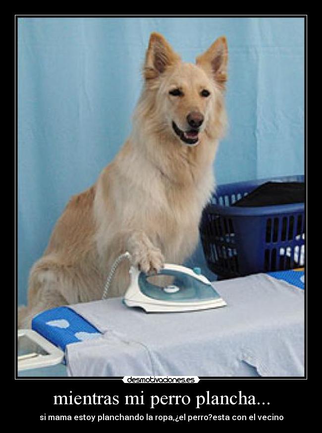 mientras mi perro plancha... -