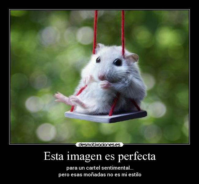 Esta imagen es perfecta -