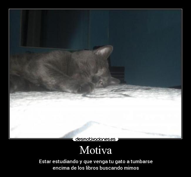 Motiva - Estar estudiando y que venga tu gato a tumbarse
encima de los libros buscando mimos