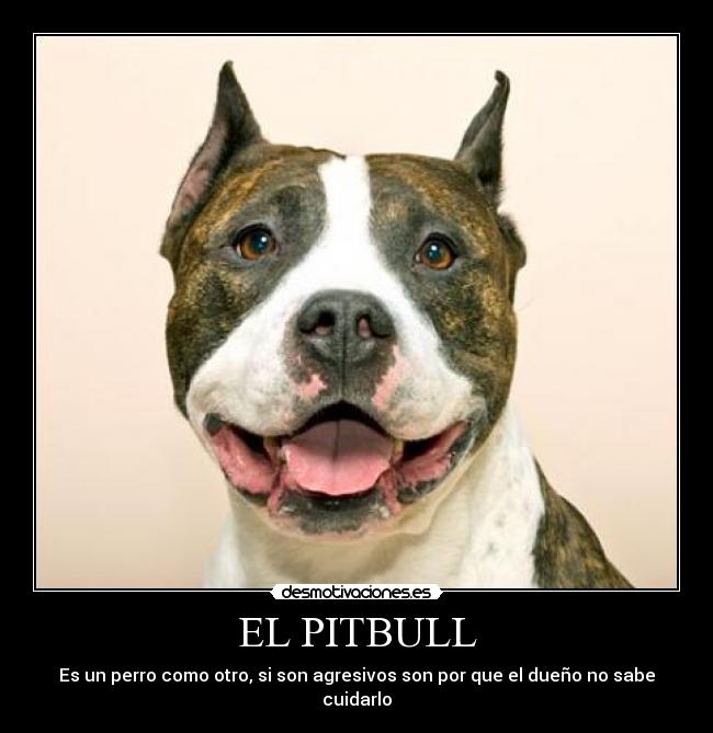 EL PITBULL - Es un perro como otro, si son agresivos son por que el dueño no sabe cuidarlo