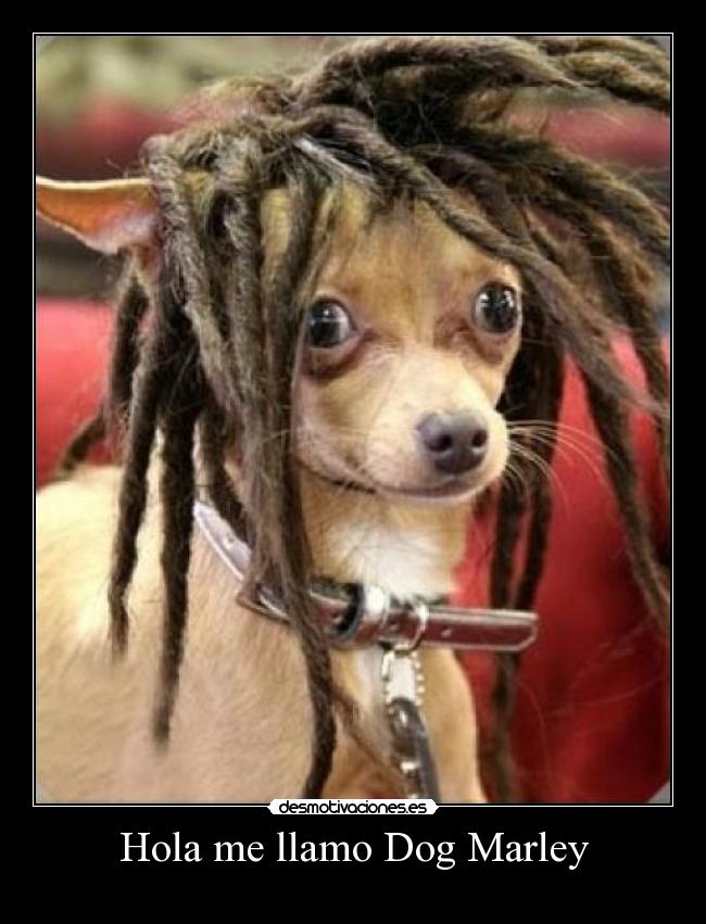 Hola me llamo Dog Marley -