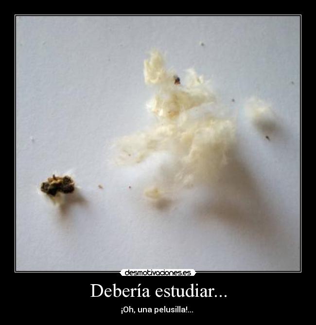 Debería estudiar... - ¡Oh, una pelusilla!...