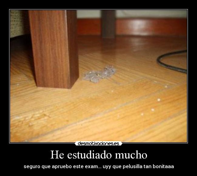 He estudiado mucho - 