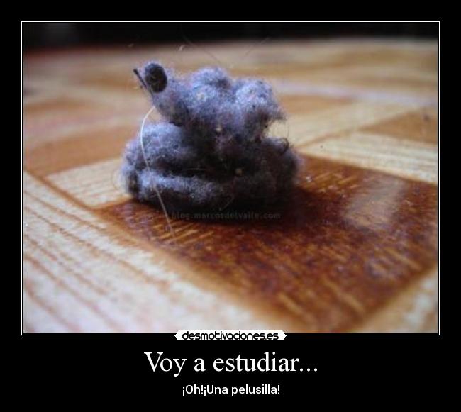 Voy a estudiar... - ¡Oh!¡Una pelusilla!