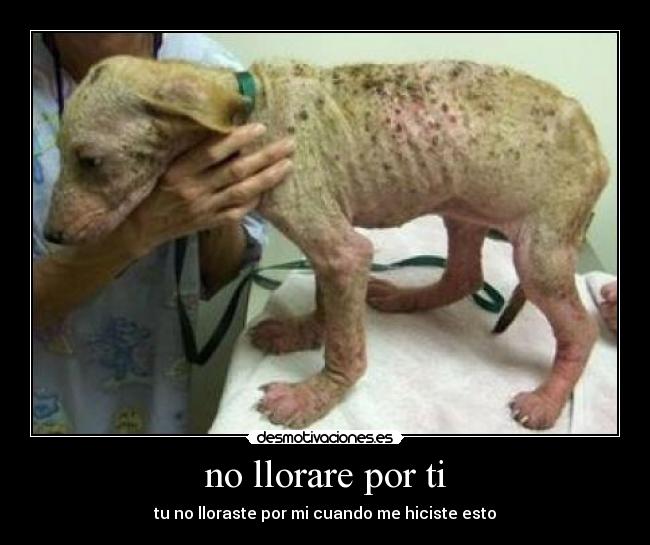 no llorare por ti - tu no lloraste por mi cuando me hiciste esto