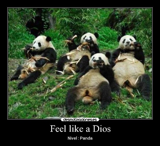 Feel like a Dios - Nivel : Panda