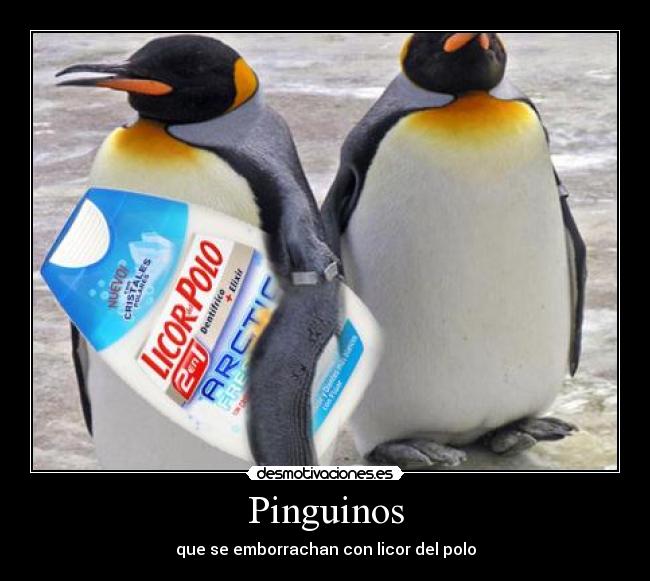 Pinguinos -