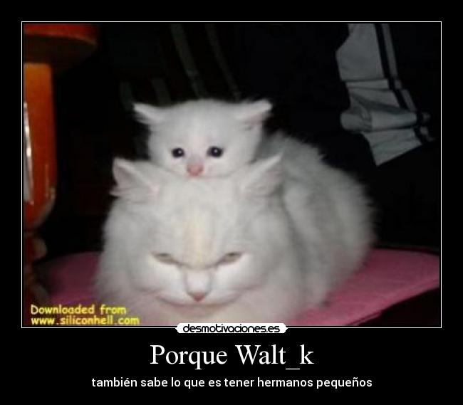 Porque Walt_k - 