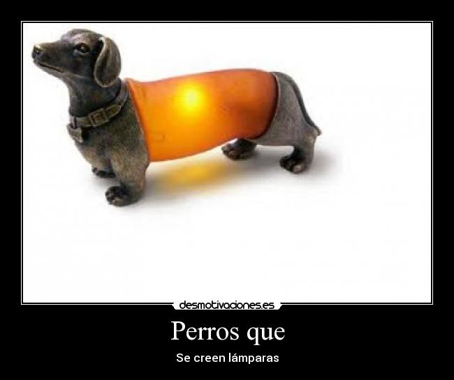 Perros que - 