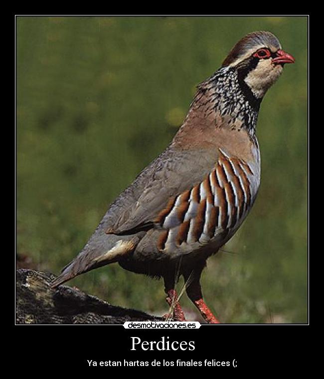 Perdices - 