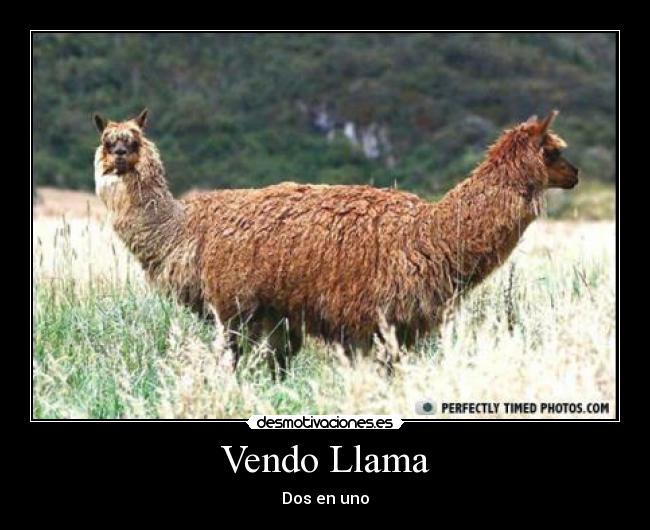 Vendo Llama -