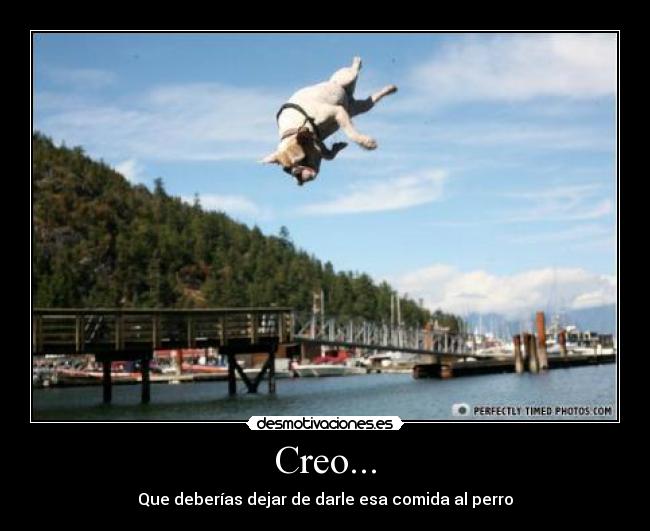 Creo... - Que deberías dejar de darle esa comida al perro