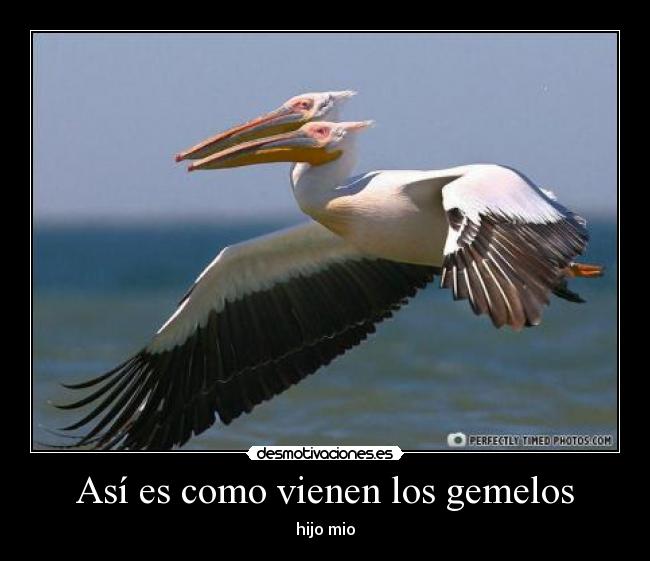 Así es como vienen los gemelos - hijo mio