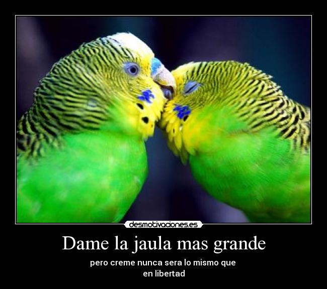 Dame la jaula mas grande - pero creme nunca sera lo mismo que
en libertad